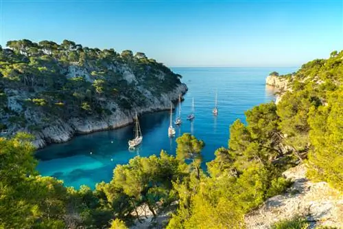 Calanque de Port Pin, в тени хвойных деревьев