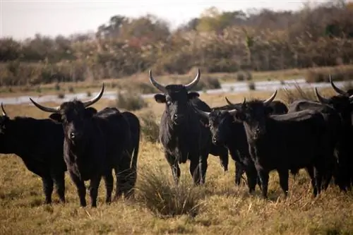 Стефано Челлаи / Shutterstock. Небольшое стадо быков сгруппировалось в загоне в Камарге.