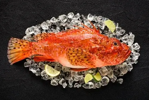Животные и растения, которые создали японскую поп-культуру