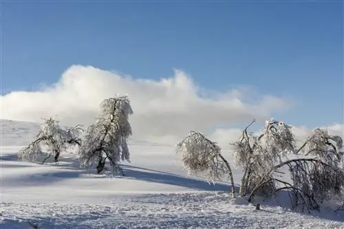 Создатели проволоки. Снежные деревья Пюи-де-Санси в Пюи-де-Дом, Овернь.