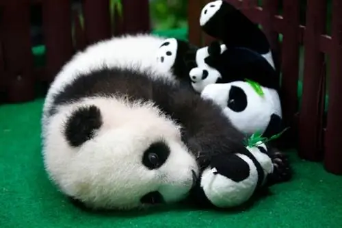 Двадцать детенышей животных со всего мира