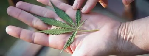 CannaCamp: приправьте свой отпуск каннабисом