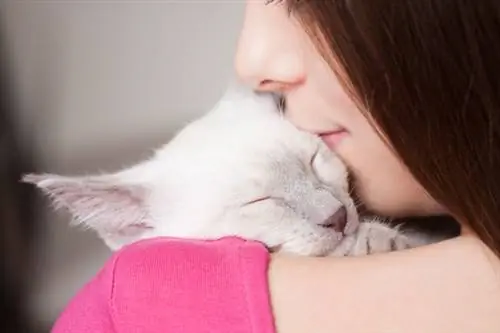 20 самых милых кошек