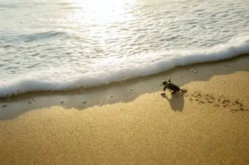 В Бразилии черепахи рождаются на пустынном пляже из-за карантина