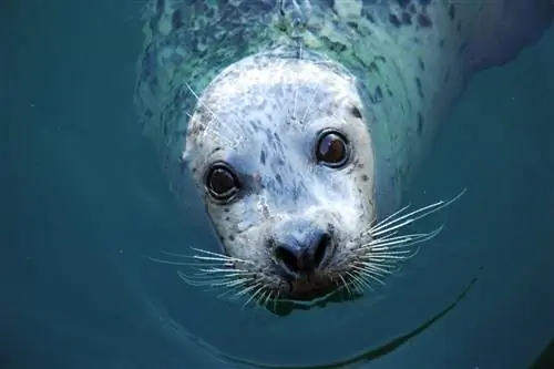 Пэт Сторнебринк/Shutterstock. Тюлень с головой над водой Пэт Сторнебринк/Shutterstock. Тюлень с головой над водой