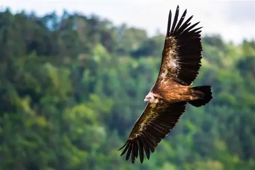 Исключительная фауна и флора