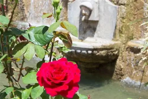 Барьолс, Вар