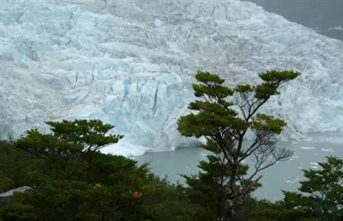 В Патагонии рухнула целая стена ледника
