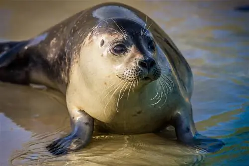 серый тюлень