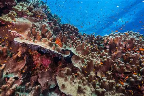 Ярость Косяки