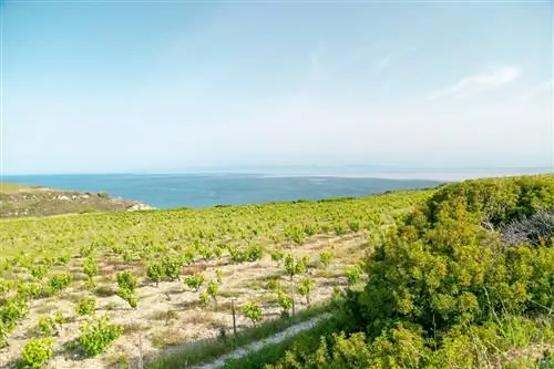 Вид на море с виноградников острова Бозджаада