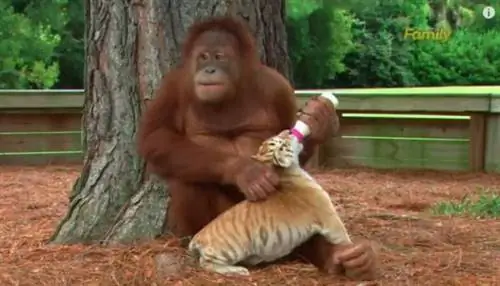 Видео: трогательные кадры орангутанга и тигрят