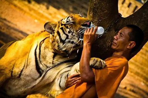 TigerSelfies в Таиланде, все кончено