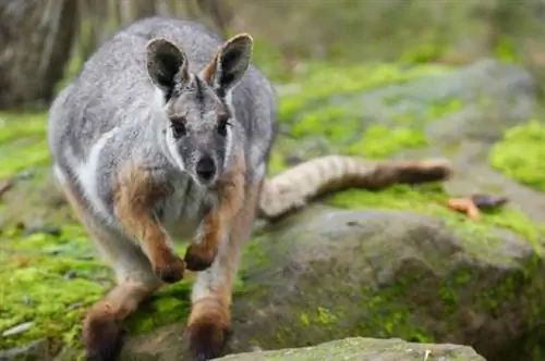 Где увидеть кенгуру на полной свободе? в Ивелине