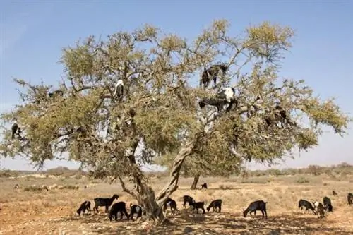 20 самых странных деревьев в мире