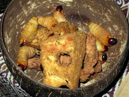 Кокосовый червь