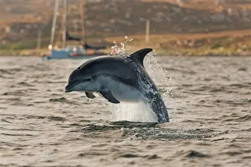 żCómo llegar a la isla de Tiree?