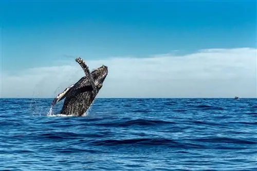 Горбатый кит