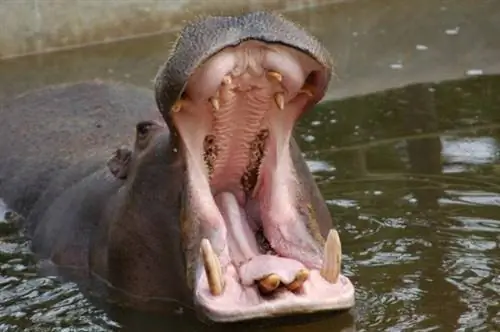 Видео: Бегемот преследует туристическую лодку