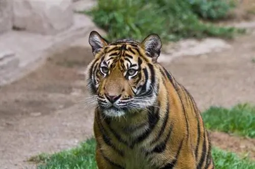 Индия: популяция тигров увеличится благодаря туризму