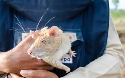 Гигантские крысы используются для обнаружения наземных мин в Камбодже