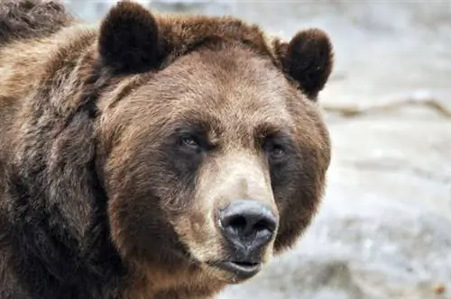 Альтернативы классическим зоопаркам