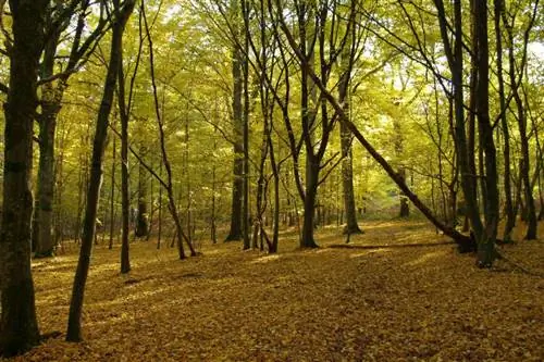 Первый раздел: Париж и Иль-де-Франс