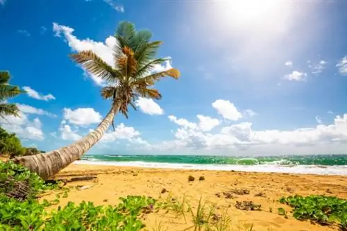 Десять лучших пляжей Карибского моря