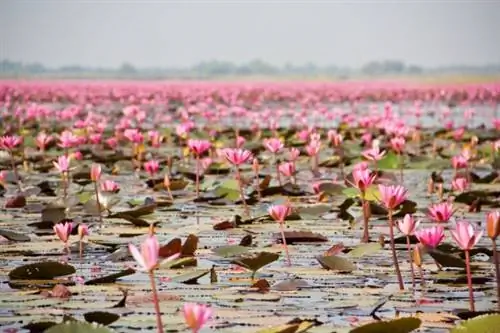 Фото: Мир прекраснее, когда ты видишь жизнь в розовом
