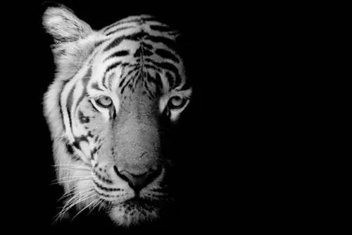 Тигр убит в Париже после побега из цирка