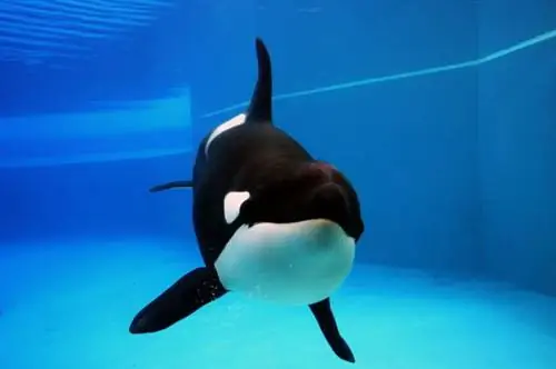 Marineland: как парк избежал судебного преследования?