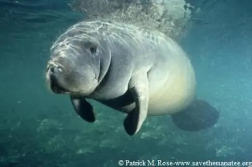 Гваделупа: введение ламантинов в их естественную среду