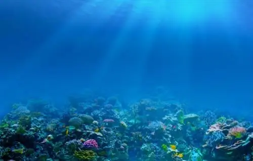 В Норвегии ресторан предлагает поесть под водой