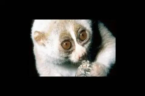 Спать с лемурами