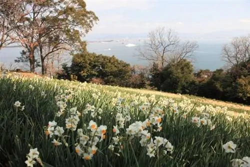 Японский остров, запрещенный для женщин, хочет интегрировать наследие ЮНЕСКО