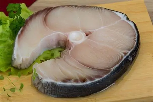мясо акулы