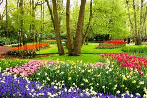 Эфемерный сад Кекенхоф распахнул свои двери