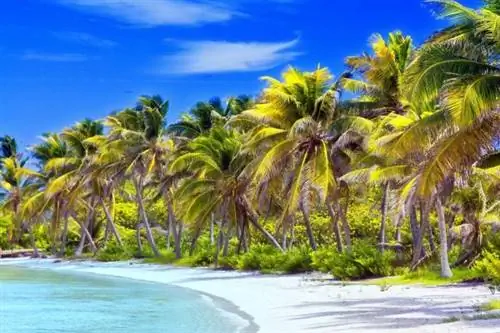 Гаити и Кубе угрожает ураган Мэтью