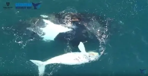 Австралия: беспилотник заснял очень редкого белого теленка