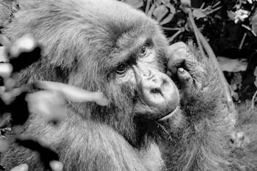 Горилла находится под угрозой исчезновения, из нее выходит панда