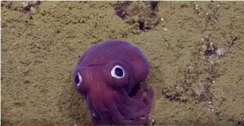 Калифорния: Ученые открыли самое милое существо в мире