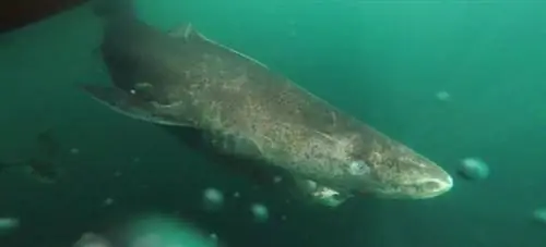 В Гренландии живут 500-летние акулы