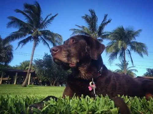 Он берет свою больную собаку в последний путь