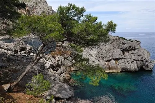 Картина Картина