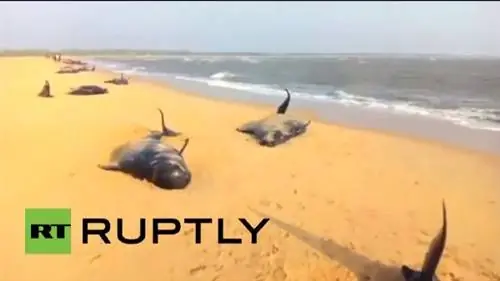 45 китов найдены мертвыми на пляже на юге Индии