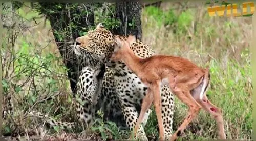 Когда плохие парни становятся (почти) хорошими