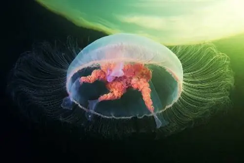 Топ-10 фотографий подводных существ