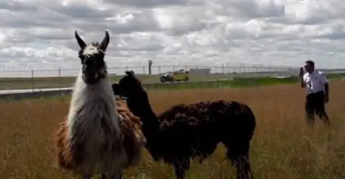 Зверинец в аэропорту Чикаго