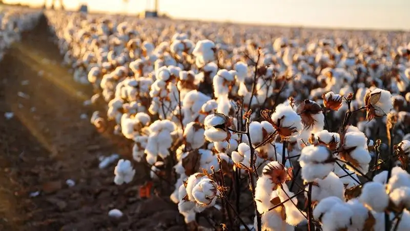 Стоит ли покупать базовый слой из хлопка и синтетики?