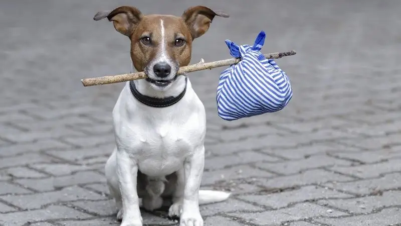 Как мне путешествовать за границу со своей собакой?